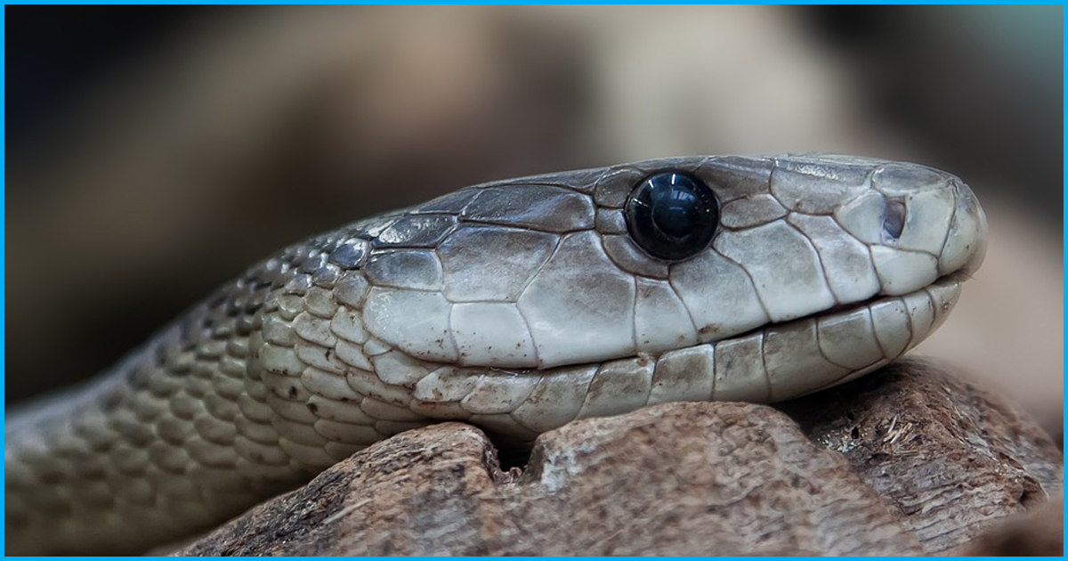 Andhra Government Performs Sarpayagam To Appease Snake Gods Following Increase In Snake Bites