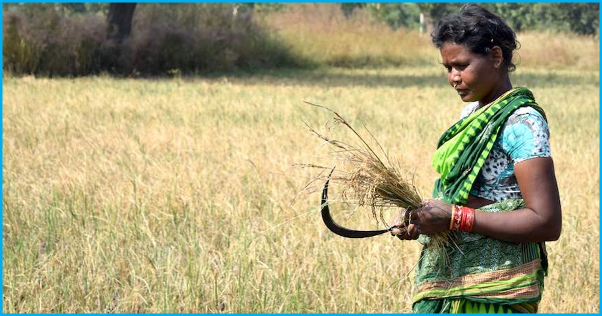 Plight Of Being A Woman Farmer: No Title Over Land, No Govt Loans & No Compensation On Crop Loss