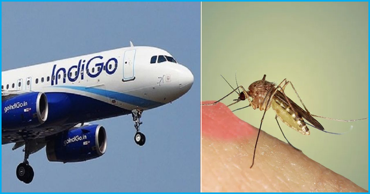 Mosquitoes In The Plane: Consumer Forum Asks Airline To Pay  Rs 1.2 Lakh To Three Passengers