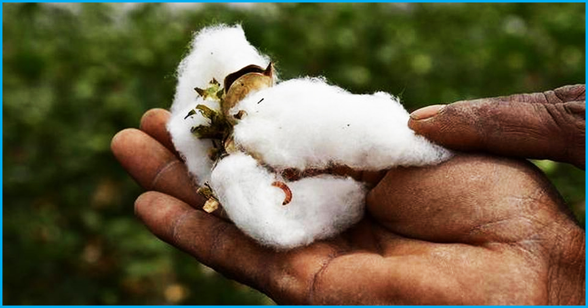16 Yrs Since Bt Cotton Was Introduced For Commercial Cultivation - Was The Decision Correct?