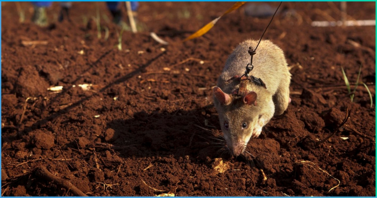 Rats Sniff Out Landmines And Save Thousands Of Lives In Africa & Asia, Also Detect Tuberculosis