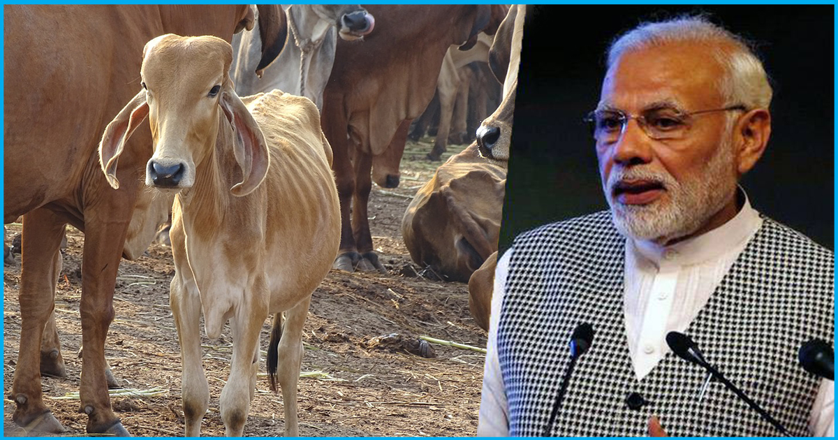 MP: To Televise PM Modi’s Live Speech, 450 Cows Forced Out Of Cowshed, 8 Starved To Death