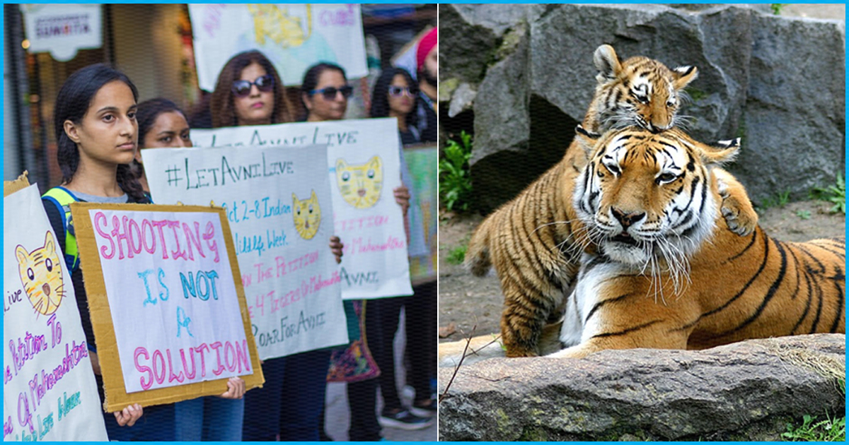 Citizens Protest In Delhi, Mumbai, UK, USA & Roar #LetAvniLive To Save A Tigress From Being Killed