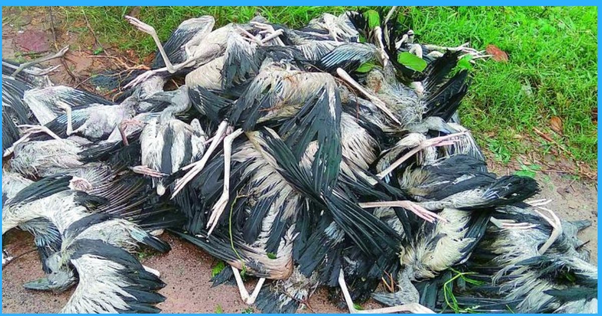 Cyclone Titli Kills Hundreds Of Migratory Birds In Telineelapuram Bird Sanctuary, Andhra Pradesh