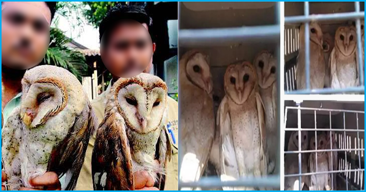 Darkness In Diwali: Ritual Of Sacrifice Puts Lives Of Indian Owls At Risk