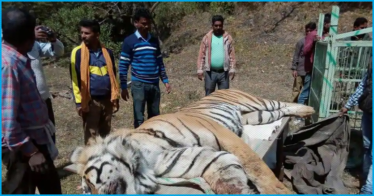 UP: Villagers Purposefully Crush Tigress With Tractor, Beat Her With Sticks Until She Bled To Death