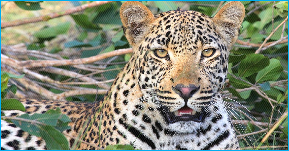 Uttarakhand: Like Tigress Avni, Shooter Invited To Kill Man Eater Leopard