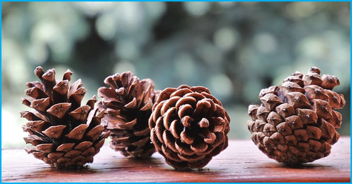 To Reduce Forest Fires, IIT Mandi Converts Pine Cones Into Bio Fuel