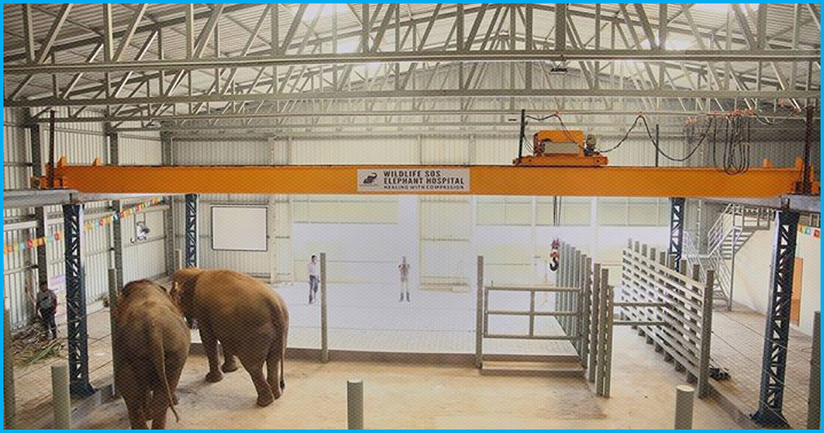 Good News: India’s First Specialised Elephant Medical Care Centre Opened In Mathura, UP