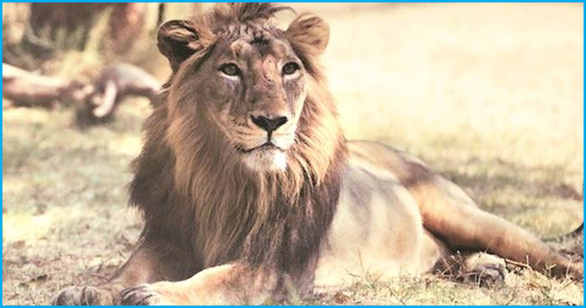 After 27 Deaths In 2 Months, Gujarat Govt Plans Rs 351 Cr To Conserve Asiatic Lions
