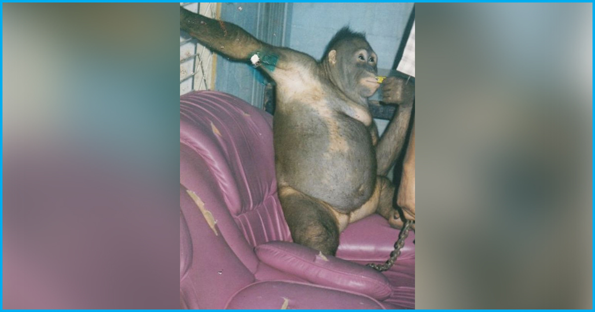 Chained, Shaved & Raped Every Day, Orangutan Pony Recovers Fully 15 Yrs After Rescue