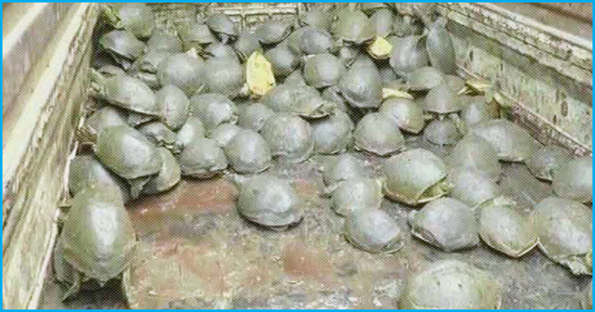 UP: 482 Dead & 172 Sick Turtles Found In Pond, Smugglers Dump Them After Police Close In
