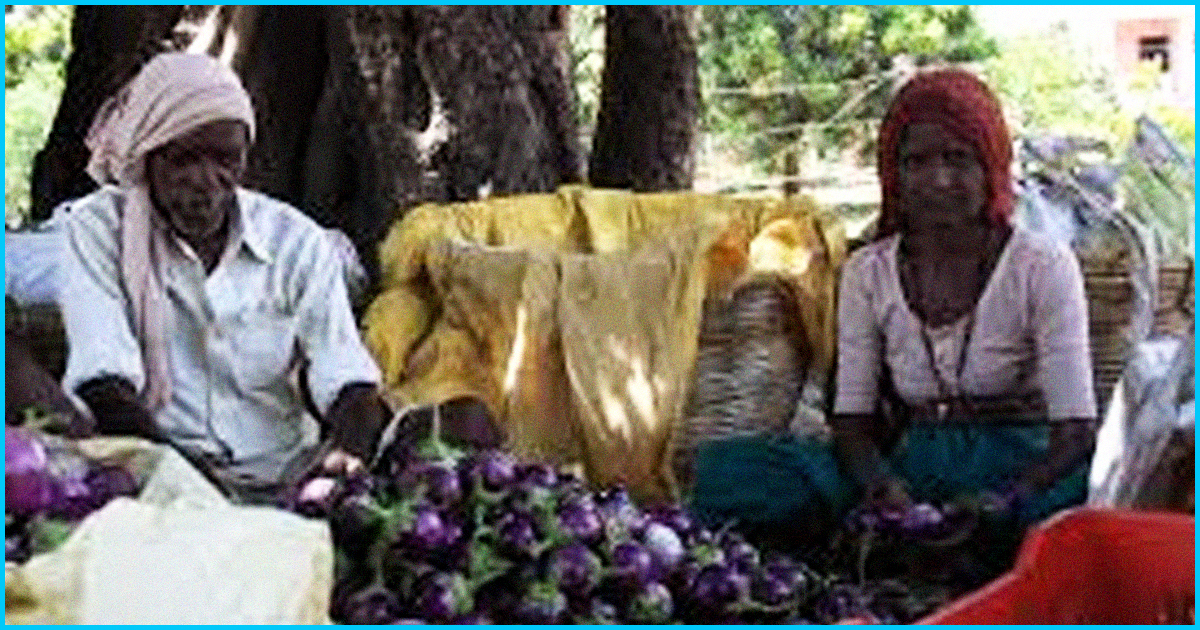 Maharashtra: After Crop Fetched 20 Paise Per Kg, Farmer Destroys Entire Brinjal Plantation
