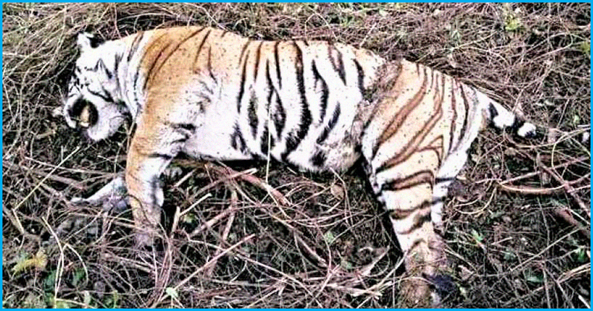 Tigress Avnis Killing: Shooter Flouted Wildlife Laws, Finds Recent Probe