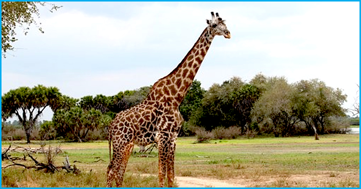 For The First Time, Worlds Tallest Mammal, Giraffes, Face The Threat Of Extinction
