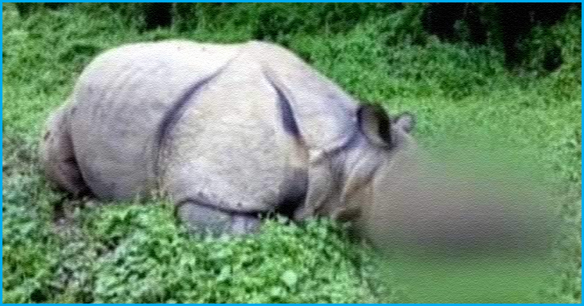 Assam: One-Horned Rhino Found Dead In Kaziranga National Park; 6th Rhino Killed This Year