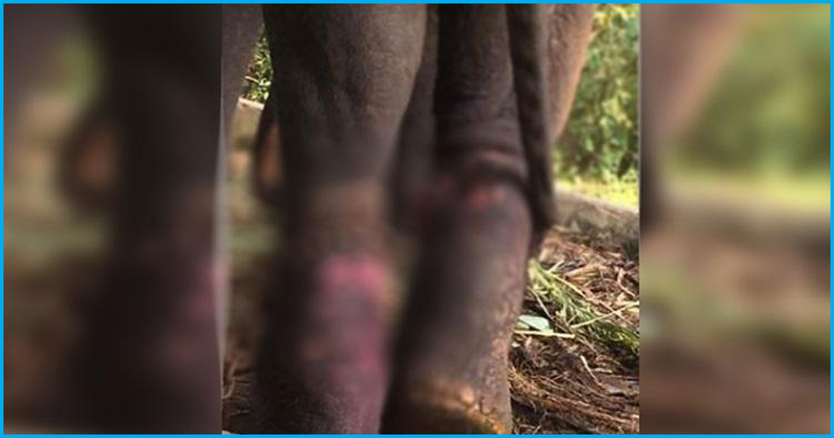 [Watch] Chained, Bruised & Starved; Kerala HC To Decide Tortured Elephants Fate