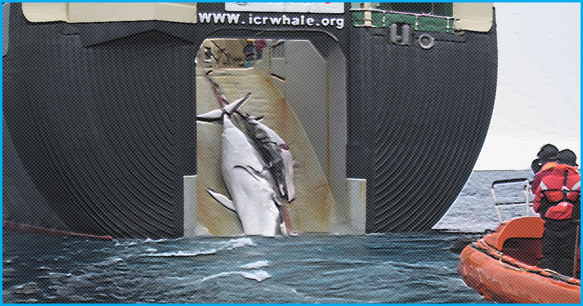 Amid Criticism, Japan To Start Commercial Whaling After 30 Years