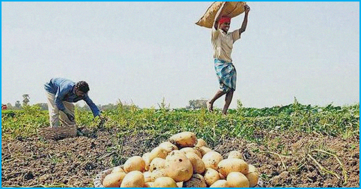 Potato Farmer Earns Rs 490 For 19 Tonnes Of Potato, Sends Money To PM