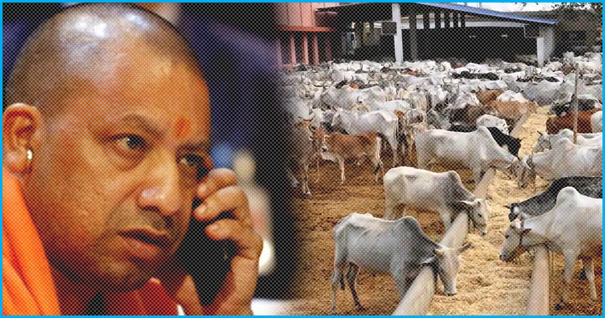 Uttar Pradesh: Fed Up Of Cows Eating Crops, Farmers Lock Stray Cows In Govt  Schools