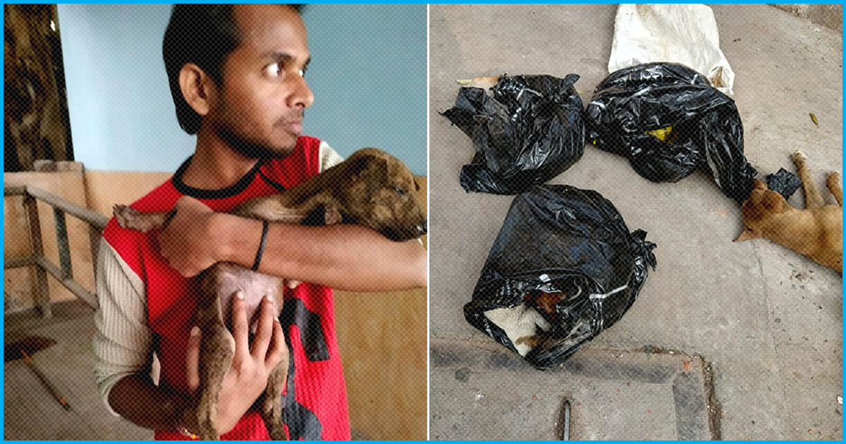 Too Scared To Trust Humans, Say Pet Lovers About Puppy Who Survived The Cruelty In Kolkata
