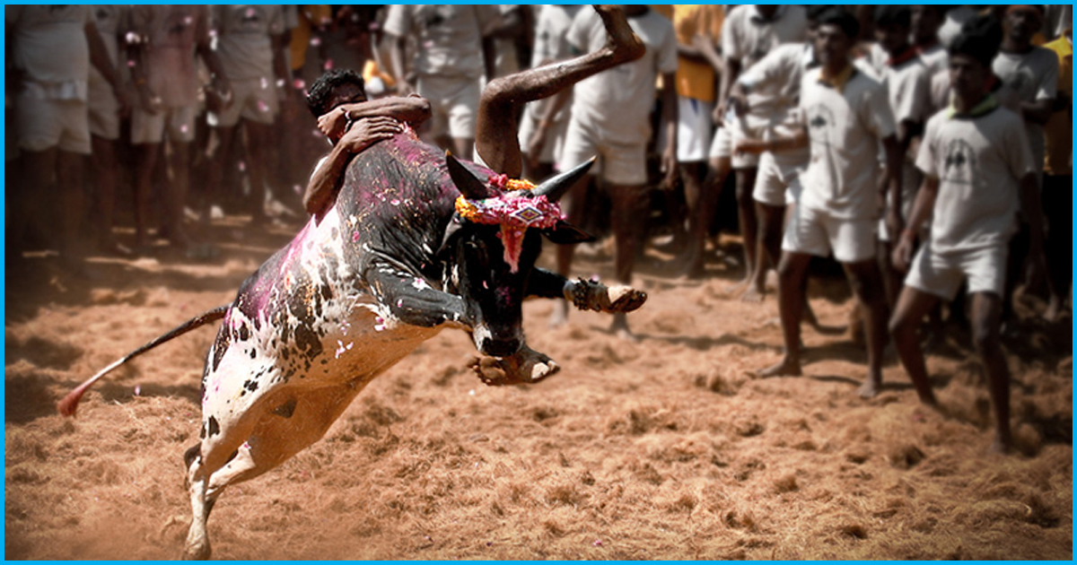 Tamil Nadu: Over 70 injured In First Three Days Of Jallikattu Festival