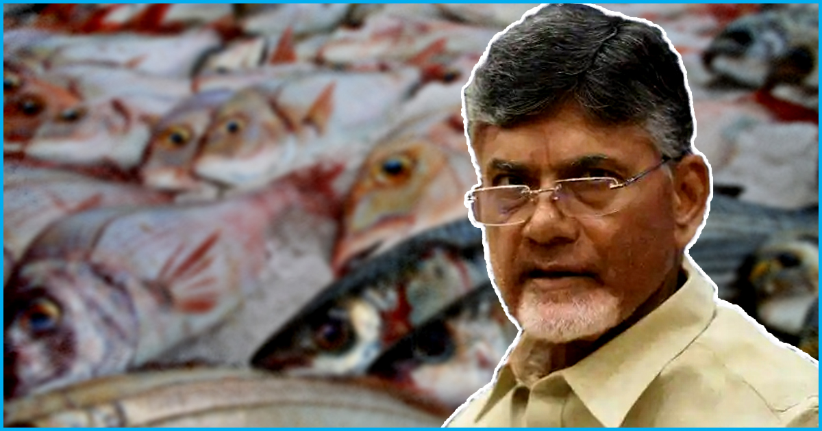 As Bihar Bans Alleged Formalin-Laced Fish From Andhra, Chandrababu Naidu Writes To Bihar CM