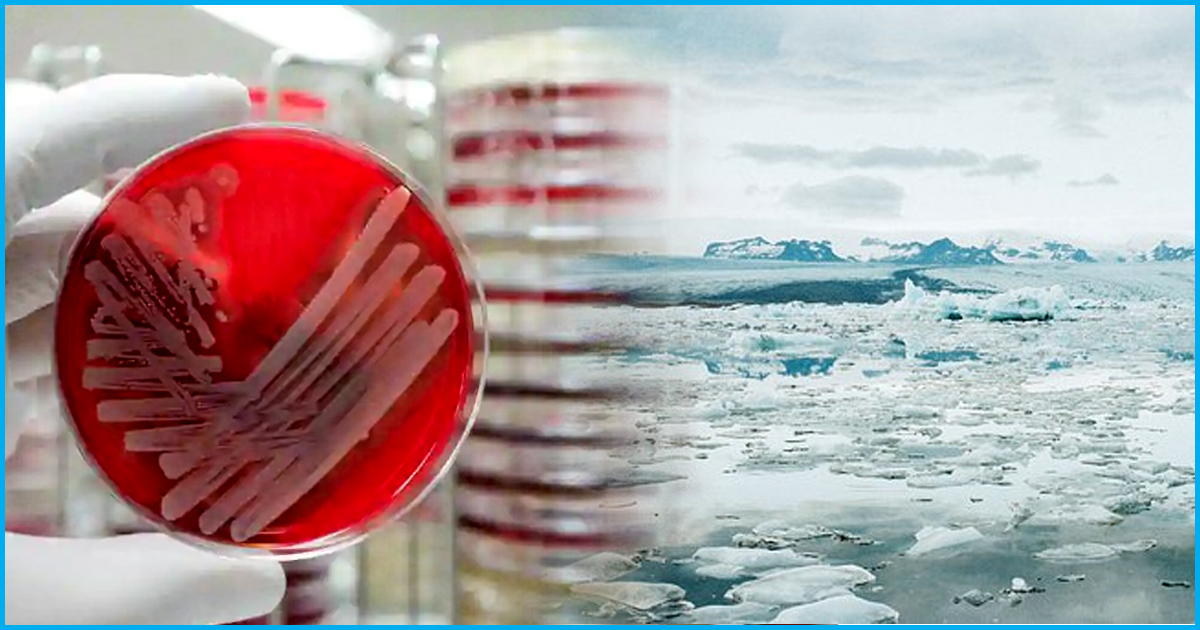 Genes Detected In Antibiotic-Resistant Superbugs From India Found In Arctic: Study