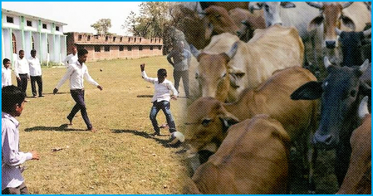 UP Cow Menace: Despite Protest, School Playground To Be Used To Build A ‘Gaushala’