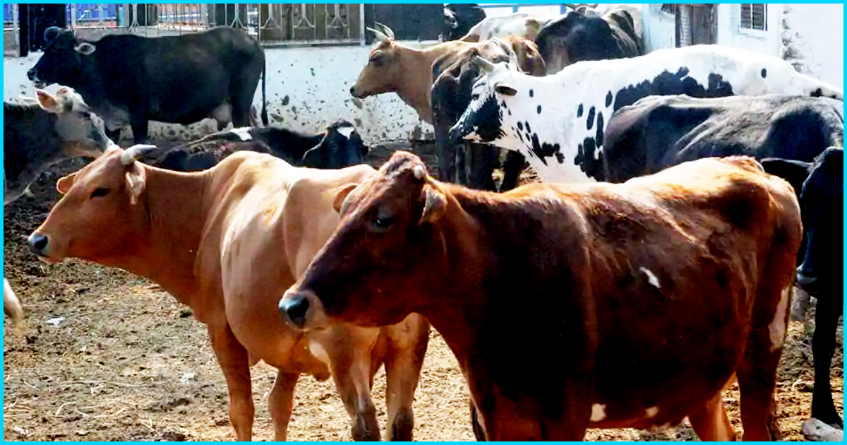 Aggressive Cow Protection Policies & Communal Rhetoric Hurt Farmers & Herders: Report