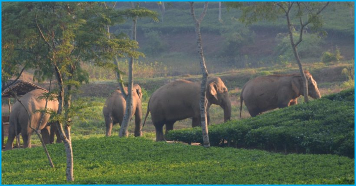 Elephants In A Reserve Forest Along India-Bangladesh Border Struggle For Survival