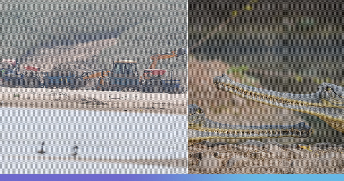 Distressing Endangered Gharials, Illegal Sand Mining Continues In Chambal Sanctuary