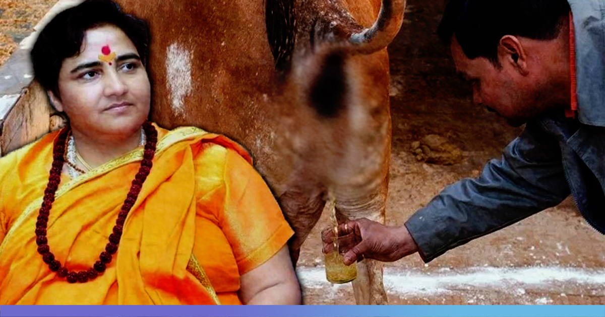 Will Popularise Cow Urine After I Win The Elections, Says Sadhvi Pragya