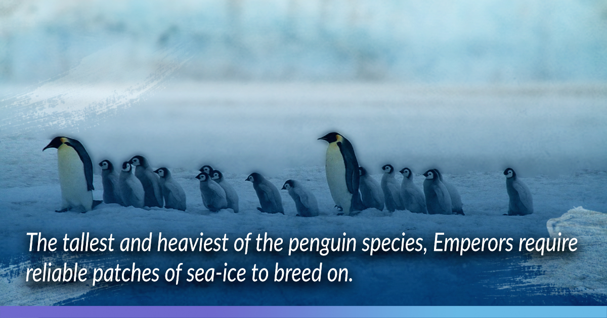 Breaking Of Sea Ice Drowned Thousands Of Emperor Penguin Chicks In Antarctica