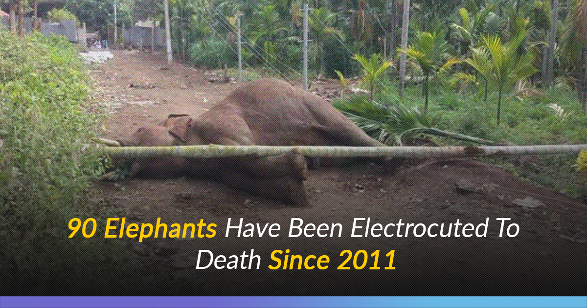 Assam: 90 Elephants Electrocuted In Last 8 Yrs