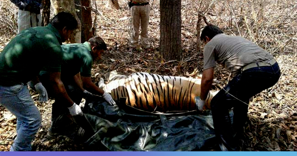 Twist In The Tail: Tiger Killed In MP Allegedly As Part Of Black Magic Rituals