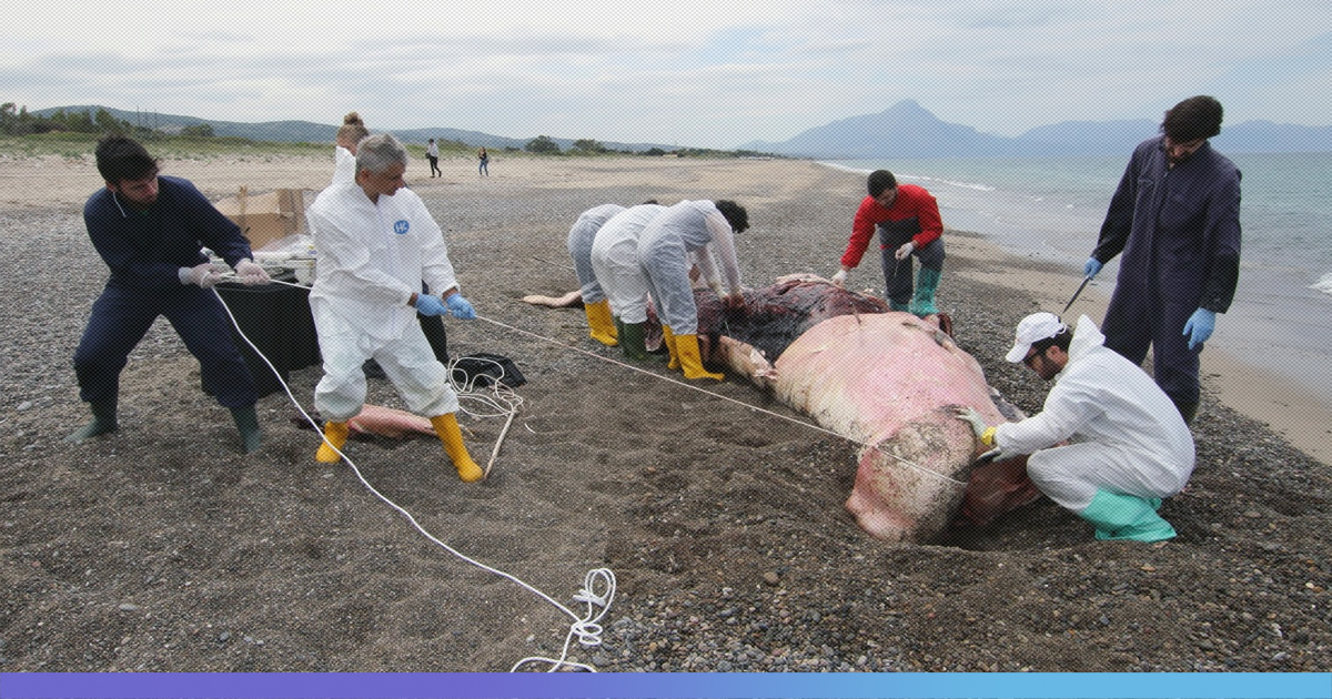 7-Yr-Old Sperm Whale Found Dead With Stomach Full Of Plastics In Italy