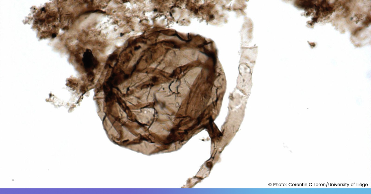 Fossil Of Earths Oldest Fungus Unearthed In Canada, May Hold Clue To Origin Of Complex Life
