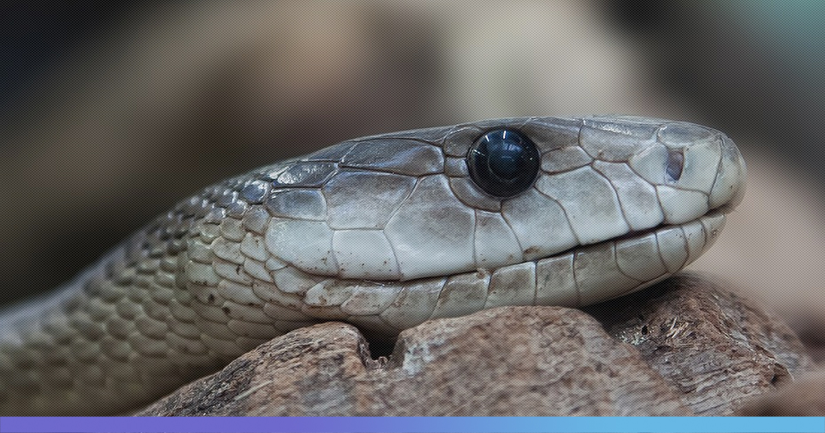 India Registers Highest Number Of Snakebites; WHOs Newly Rolled Strategy Could Change That