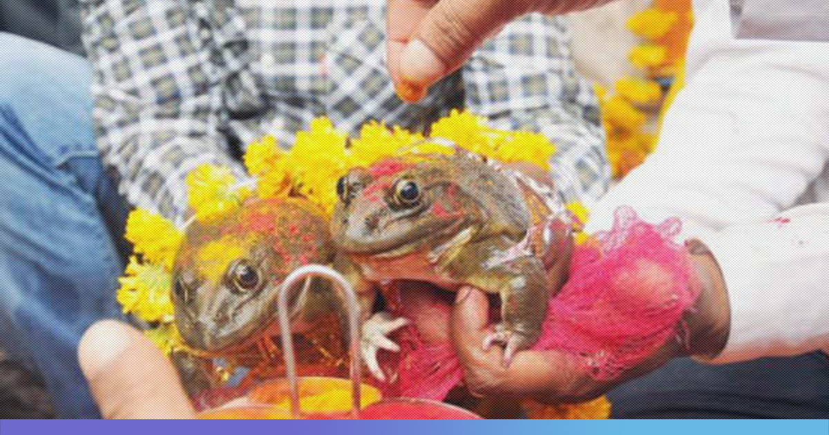 Varun Weds Varsha: Two Frogs Married Off In Udupi To Appease The Rain God