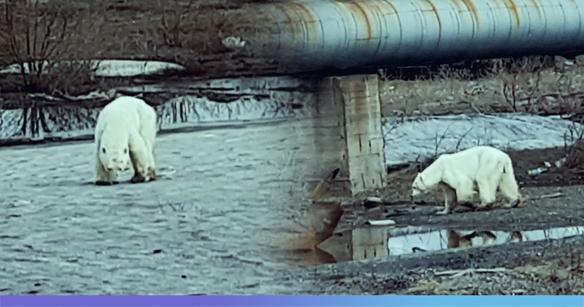 Leaving Its Natural Arctic Habitat, Visibly Ill Polar Bear Wanders Into Russian City