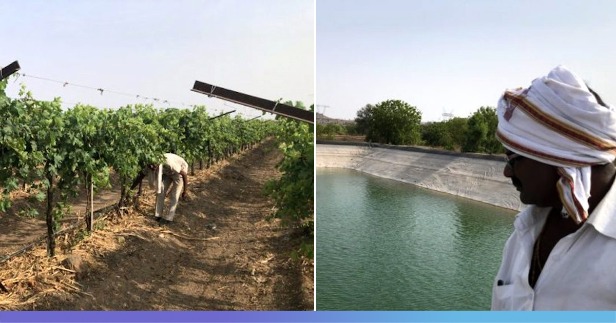 Vineyards Of Hope Amid Marathwada Drought