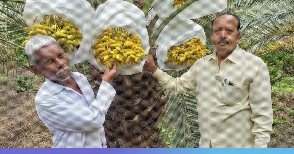 Date Palms Make Profitable Entrance In Solapur