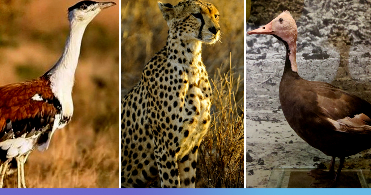 Three Animals Species Including Cheetah Extinct In India, Research Blames Desertification