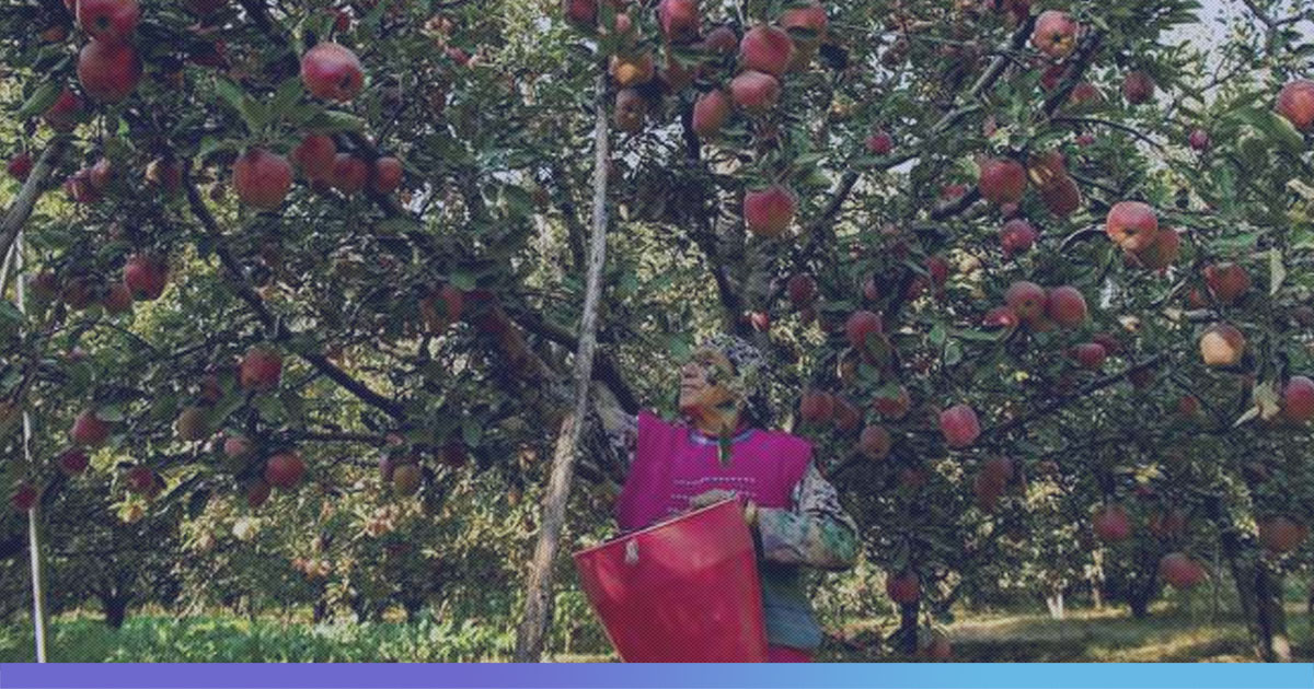 Jammu And Kashmir Govts Bonanza To Farmers, To Procure 12 Lakh Metric Tons Of Apples