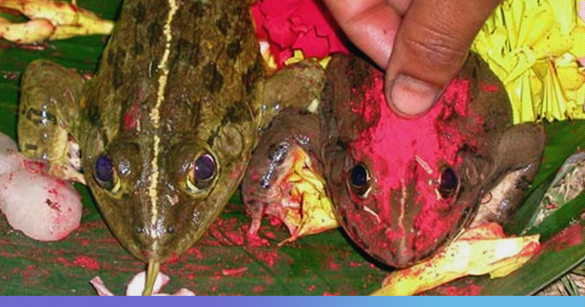 In A Twist, Frogs Wedded To Bring Rain, Divorced After Heavy Downpour