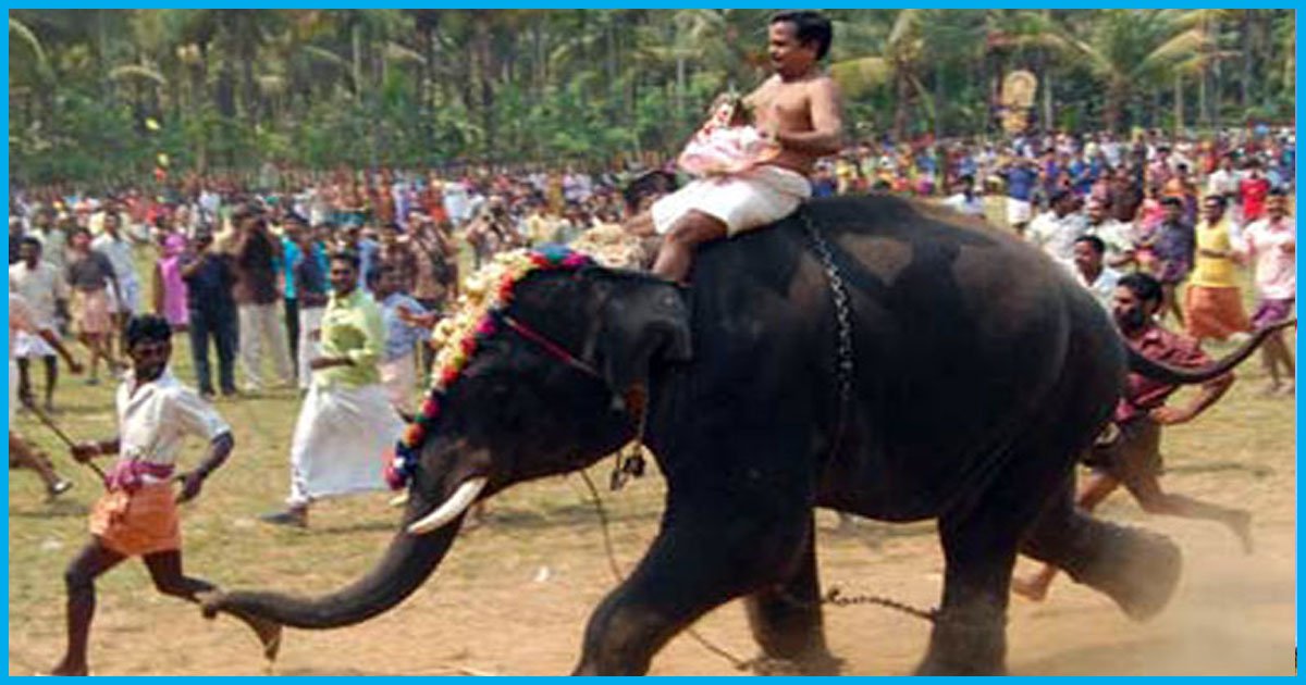 Elephant Attack In Kerala