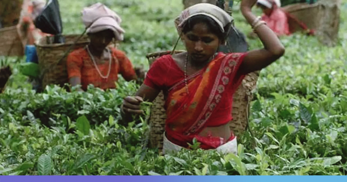 Understanding Economic Slowdown In Assam Tea Industry
