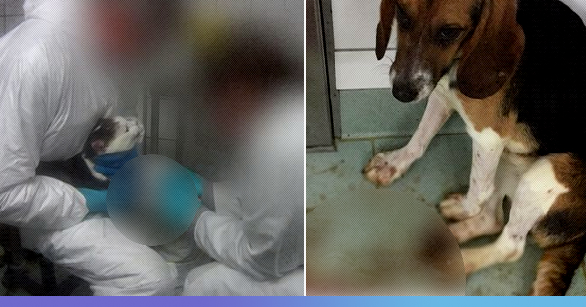 [Video] Barbaric Tests On Monkeys, Dogs Leads To Calls For Shutdown Of German Lab