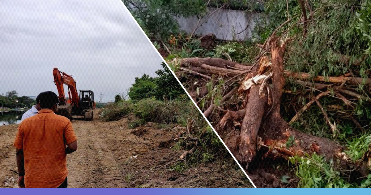 Chennai: PWD Slashes Over 100 Trees In Kotturpuram Tree Park By Mistake, Promises To Replant